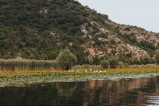 Dzikie ptaki w jeziorze Skadar National Park w Czarnogórze