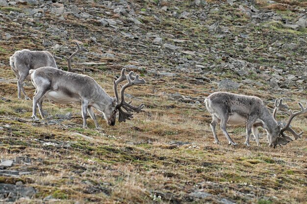 dzikie renifery na wyspie Svalbard