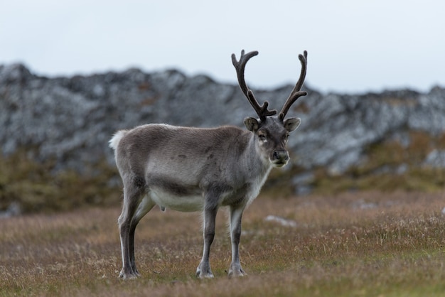 Dzikie renifery w tundrze Svalbard