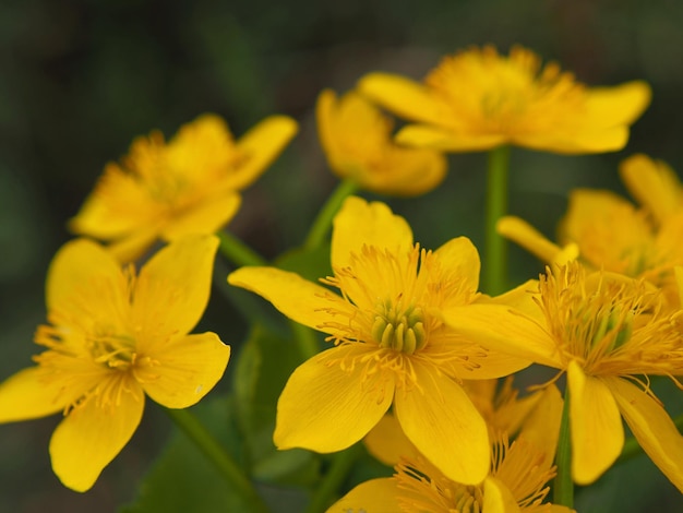 dzikie rośliny. Kwiaty nagietka bagiennego (Caltha palustris) z bliska. Obwód leningradzki, Rosja.