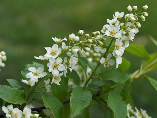 dzikie rośliny. Wiśnia ptasia (Prunus padus) z bliska. Obwód leningradzki, Rosja.