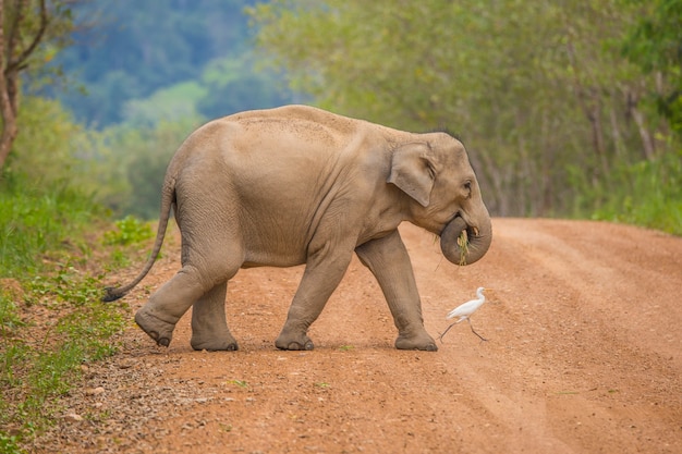 Dzikie słonie Azji są takie urocze