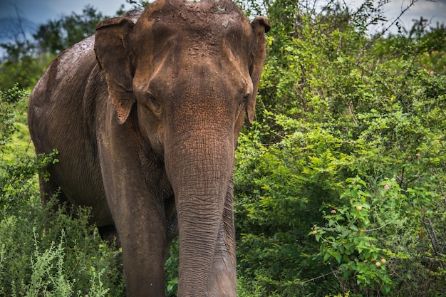 Dzikie słonie w parku narodowym Udawalawa Yala na Sri Lance