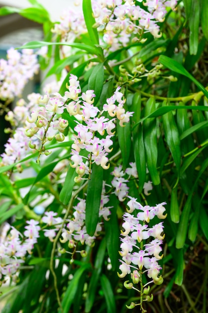 Zdjęcie dzikie storczyki białe kwiaty są rzadkie i stają się popularnymi kwiatami w ogrodnictwie