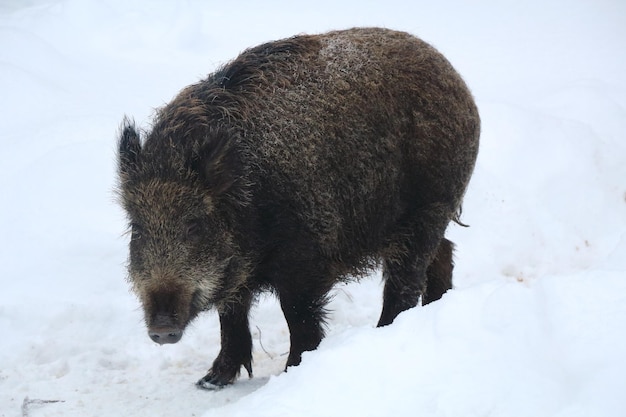 Zdjęcie dzikie świnie na śnieżnym polu w zimie