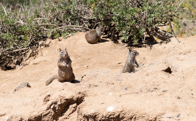 Dzikie Wiewiórki Ziemne Gryzonie Marmotini Zwierzęta W Naturalnym środowisku