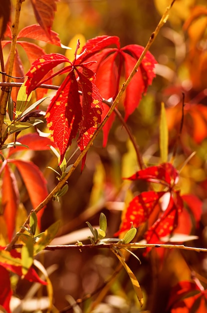 Dzikie winogrona czerwone liście naturalne sezonowe jesienne tło vintage