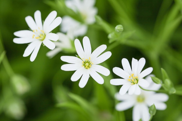 Dzikie zioła Białe kwiaty Stellaria holostea zbliżenie selektywne focus