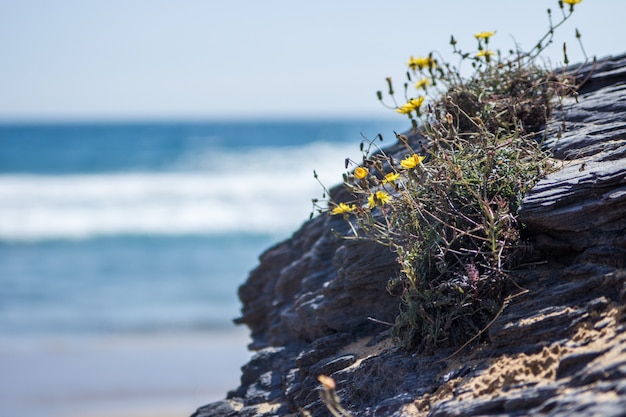 Zdjęcie dzikie żółte kwiaty rosnące na skale z oceanem za nim