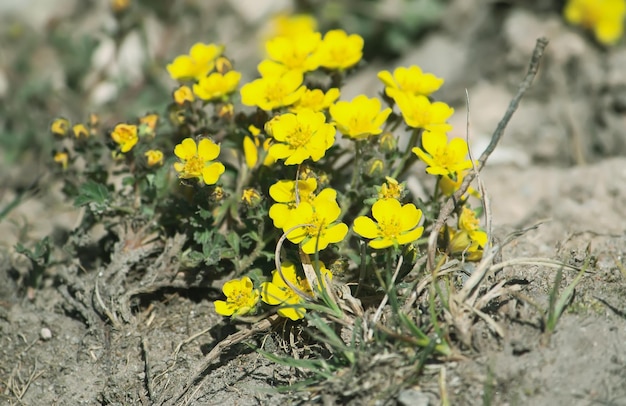 Dzikie żółte kwiaty w słońcu