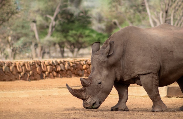 Dzikie zwierzęta afrykańskie Portret samca byka białego Nosorożec pasący się w Parku Narodowym Etosha Namibia