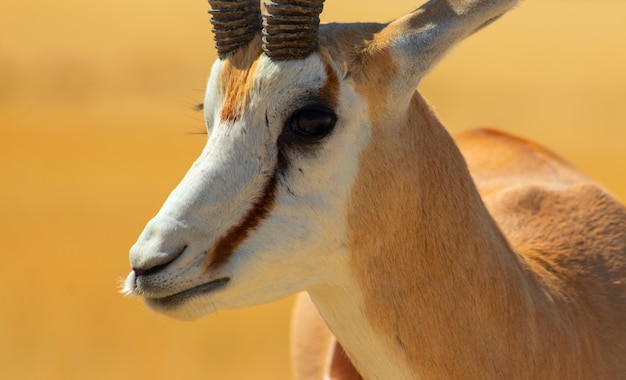 Dzikie Zwierzęta Afrykańskie. Springbok (średnia Antylopa) W Wysokiej żółtej Trawie. Park Narodowy Etoszy. Namibia