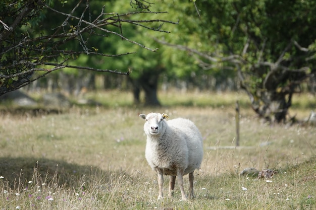 Dzikie zwierzęta - portret owiec. Farmland Widok wełnistej owcy na zielonym polu leśnym