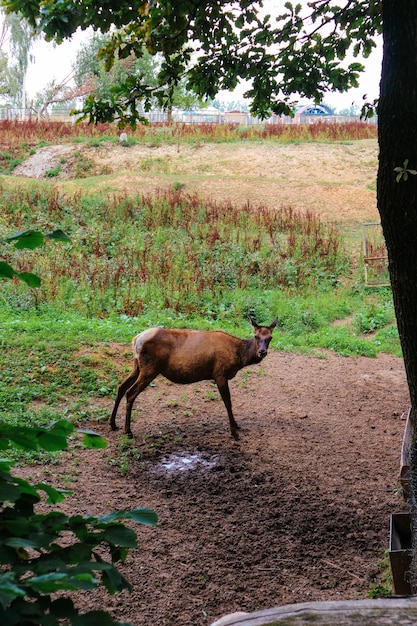 Dzikie zwierzęta w lesie, na łące, polowania