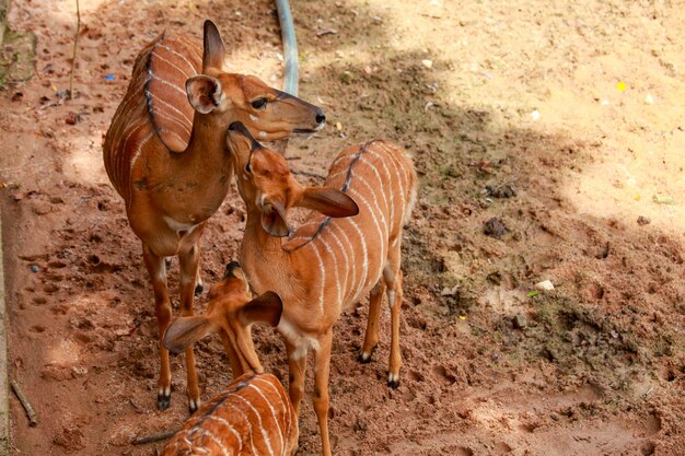 Zdjęcie dzikie zwierzęta w zoo