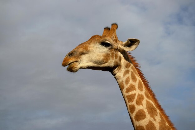 Dzikie życie w Afryce. Duża pospolita żyrafa południowoafrykańska na letnim niebie. Namibia