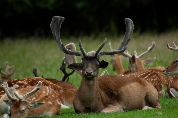 Zdjęcie dzikie życie w phoenix park