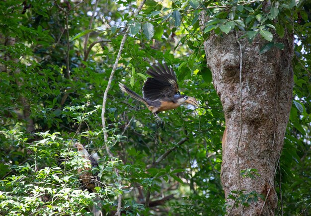 Dzioborożec brunatny Austen (samiec) leci, aby żywić się pokarmem w naturalnych jamach. ,Park Narodowy Khao Yai Tajlandii.