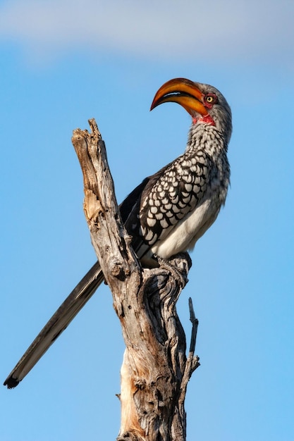 Dzioborożec czerwonodzioby Botswana