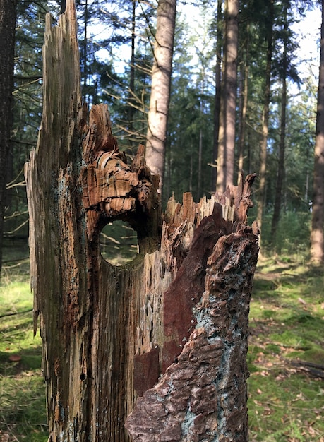Dziura w złamanym drzewie w lesie jesienią