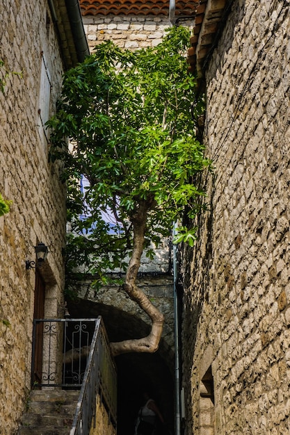 Dziwaczne drzewo w wąskiej uliczce średniowiecznej wioski Balazuc na południu Francji (Ardeche)