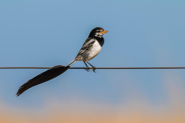 Dziwaczny ogoniasty Tyrant Alectrurus risora xAIbera Marshes Prowincja Corrientes Argentyna