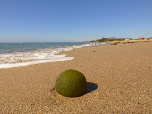 Dziwny kamień na plaży