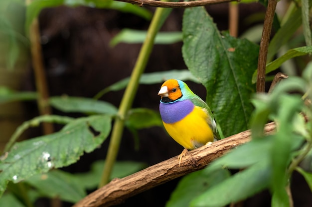 Dziwonia Gouldian Lub Erythrura Gouldiae Mały Colirful Ptak Siedzący Na Gałęzi Drzewa Między Zielonymi Liśćmi