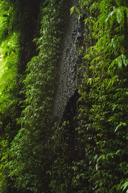 dżungla bali indonezja