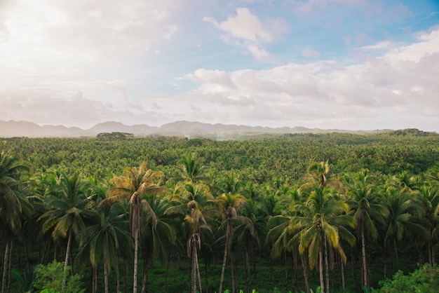 Dżungla palmy na Filipinach. koncepcja tropikalnych podróży wanderlust