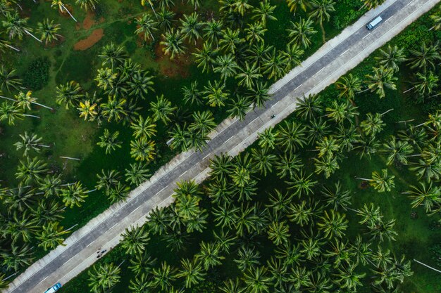 Dżungla Palmy Na Filipinach. Koncepcja Tropikalnych Podróży Wanderlust.