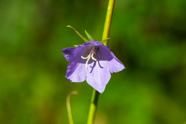 Dzwonek brzoskwiniowolistny Dzwonek persicifolia, niebieski dzwonek na gałęzi