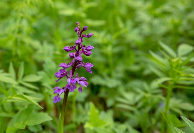 Early Purple Orchid - tusz do rzęs Orchis w naturalnym środowisku