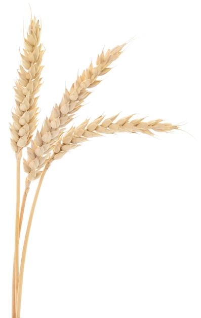 Ears of wheat na białym tle