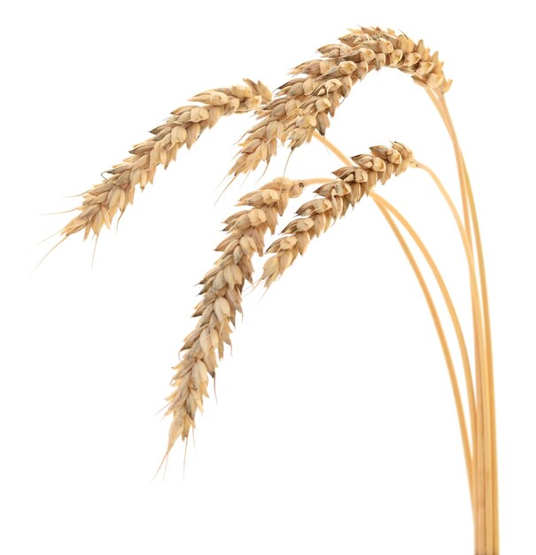 Ears of wheat