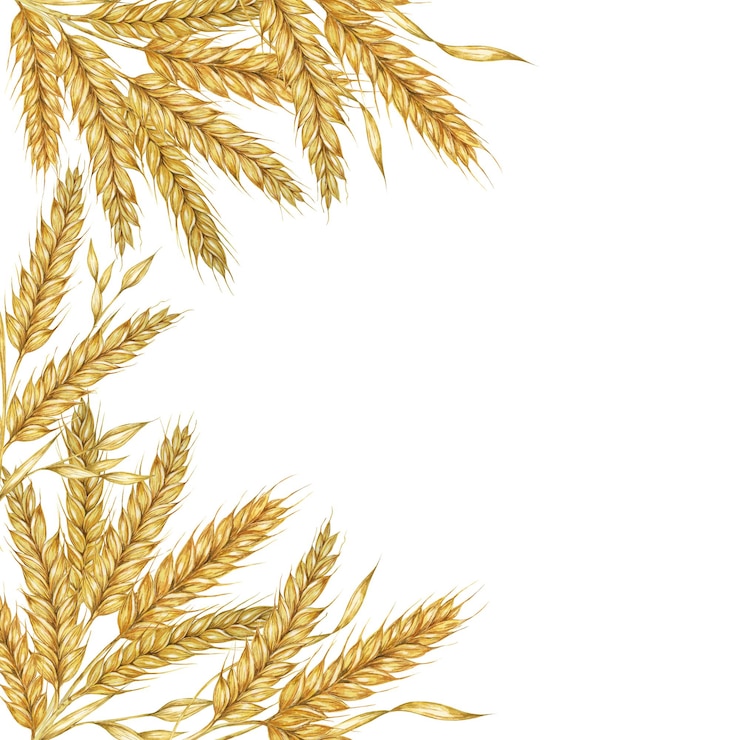 Zdjęcie ears pszenicy kwadratowa ramka łodygi jęczmień łodygi akwarel dla opakowania chleba mąki rustic clipart dla zaproszenia ślubnego stodoły święto dziękczynienia shavuot piekarnia