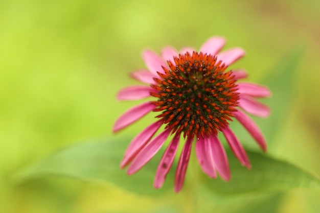 Echinacea Flower Pink Echinacea Zbliżenie Na Niewyraźnej Zielonej ścianie Uzdrawianie Użytecznych Ziół I Kwiatów Homeopatia I Alternatywne Leczenie