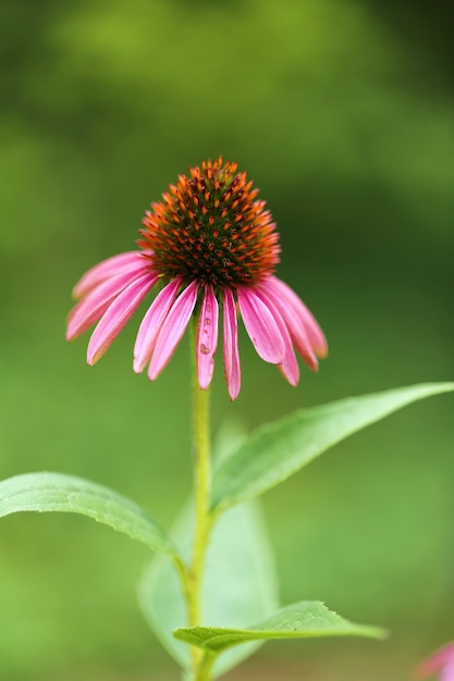 Zdjęcie echinacea flower różowa echinacea zbliżenie na niewyraźnej zielonej ścianie zioła lecznicze i kwiaty homeopatia i leczenie alternatywne