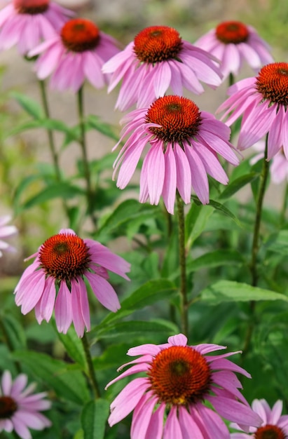 Echinacea Kwiaty W Ogrodzie Echinacea Purpurea Zbliżenie Uprawa Pionowa