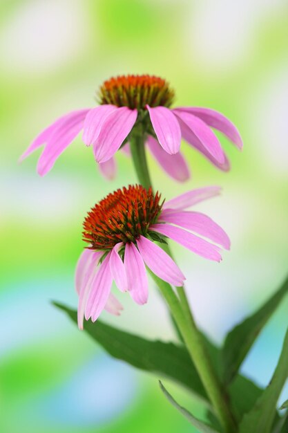 Echinacea kwitnie na zewnątrz