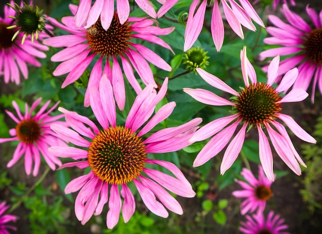 Echinacea Purpurea (echinacea). Piękne Fioletowe Kwiaty Z Pomarańczowym środkiem Z Pszczołą W Ogrodzie