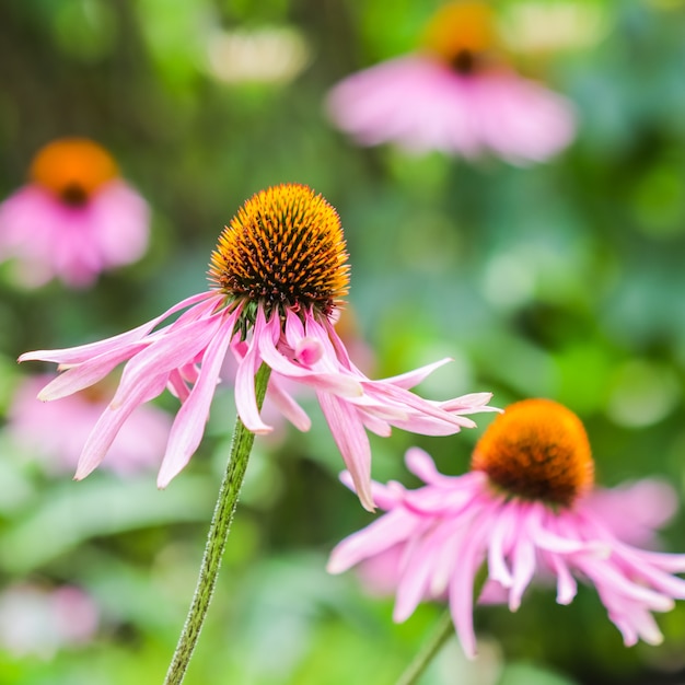 Echinacea purpurea jeżówka piękne fioletowe kwiaty z pomarańczowym środkiem w ogrodzie