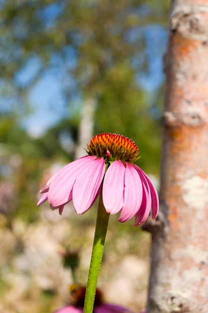 Echinacea purpurea