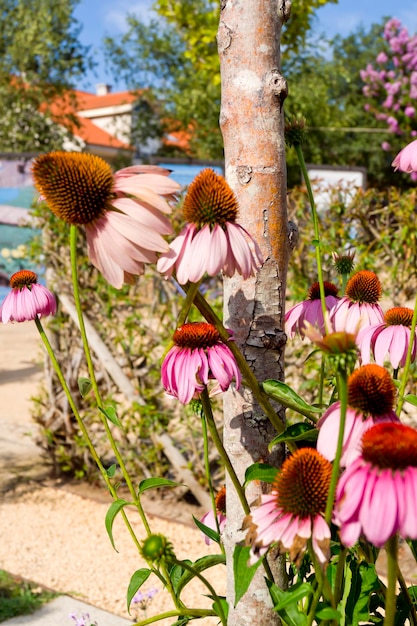 Echinacea purpurea