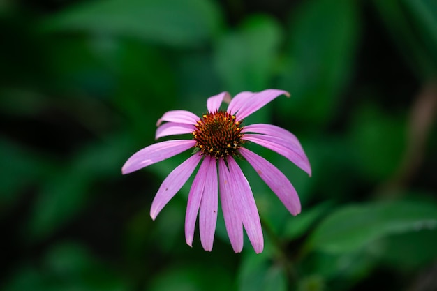 Echinacea Z Fioletowymi Płatkami Makrofotografii Różowy Kwiat W Tle Fotografii Ogrodowej