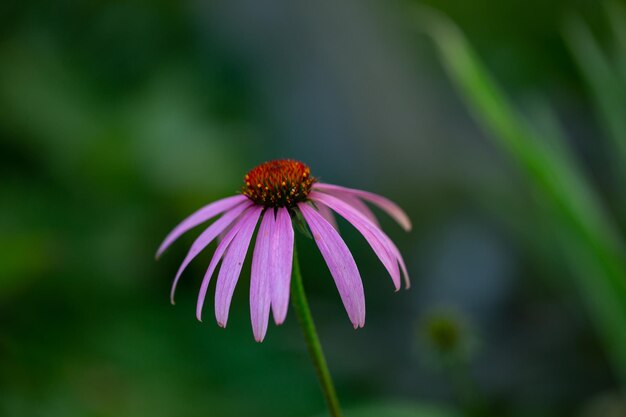 Echinacea Z Fioletowymi Płatkami Makrofotografii Różowy Kwiat W Tle Fotografii Ogrodowej