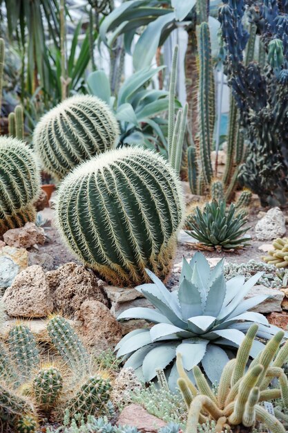 Echinocactus grusonii kaktus ze złotej beczki złota kula lub poduszka teściowej to dobrze znany gatunek kaktusaCierń złotej beczki kaktuspustynne drzewo