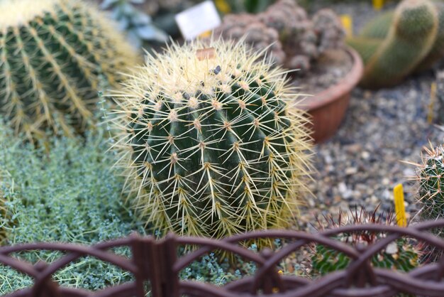 Echinocactus grusonii lub Golden Barrel Cactus bez kwiatów z bliska