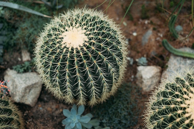 Echinocactus grusonii, złoty kaktus beczkowy, złota kula lub poduszka teściowej, to dobrze znany gatunek kaktusa