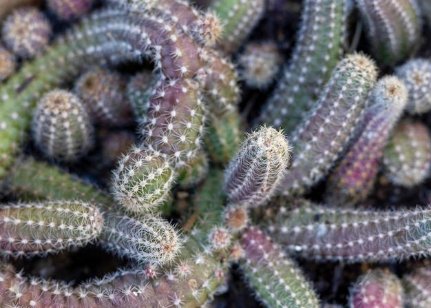 Echinopsis chamaecereus lub kaktus chamaecereus